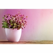 LED Grow Green Pflanzenlampe R80 E27 6,5 W