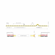 Stripe, Standard, COB, 24V-12W, 3000 K, 5m, Spannungskonstant, 24 V/DC